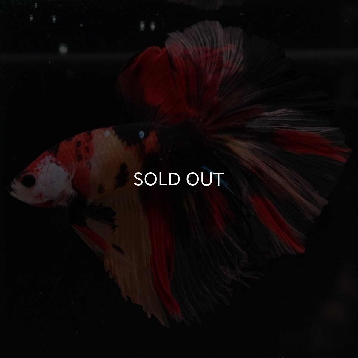 画像2: HM キャンディ (2)