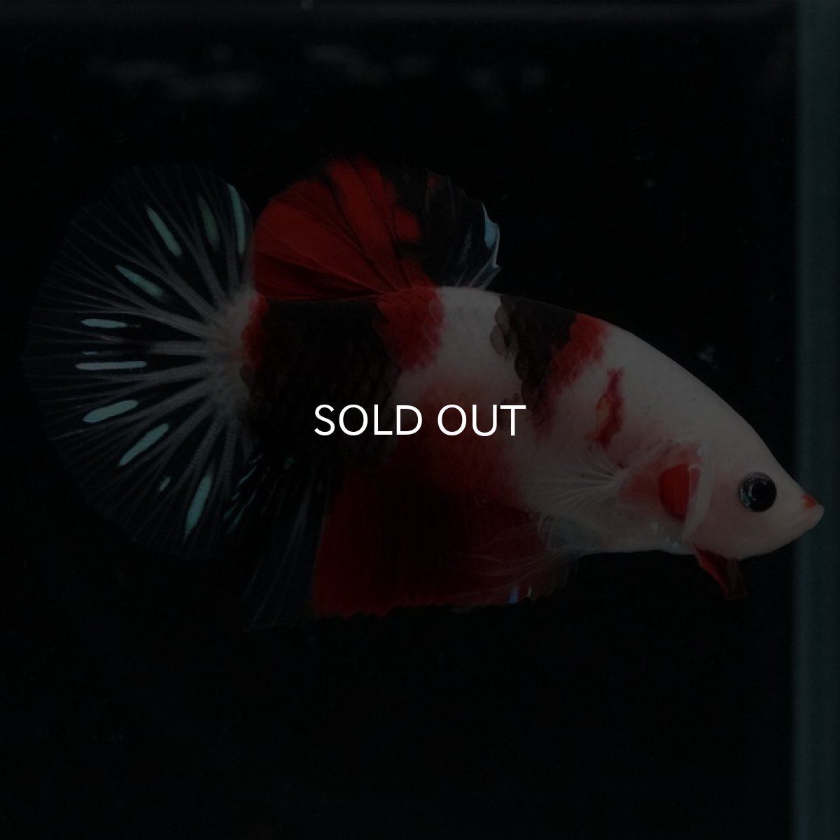 画像4: HMPK　鯉 (4)