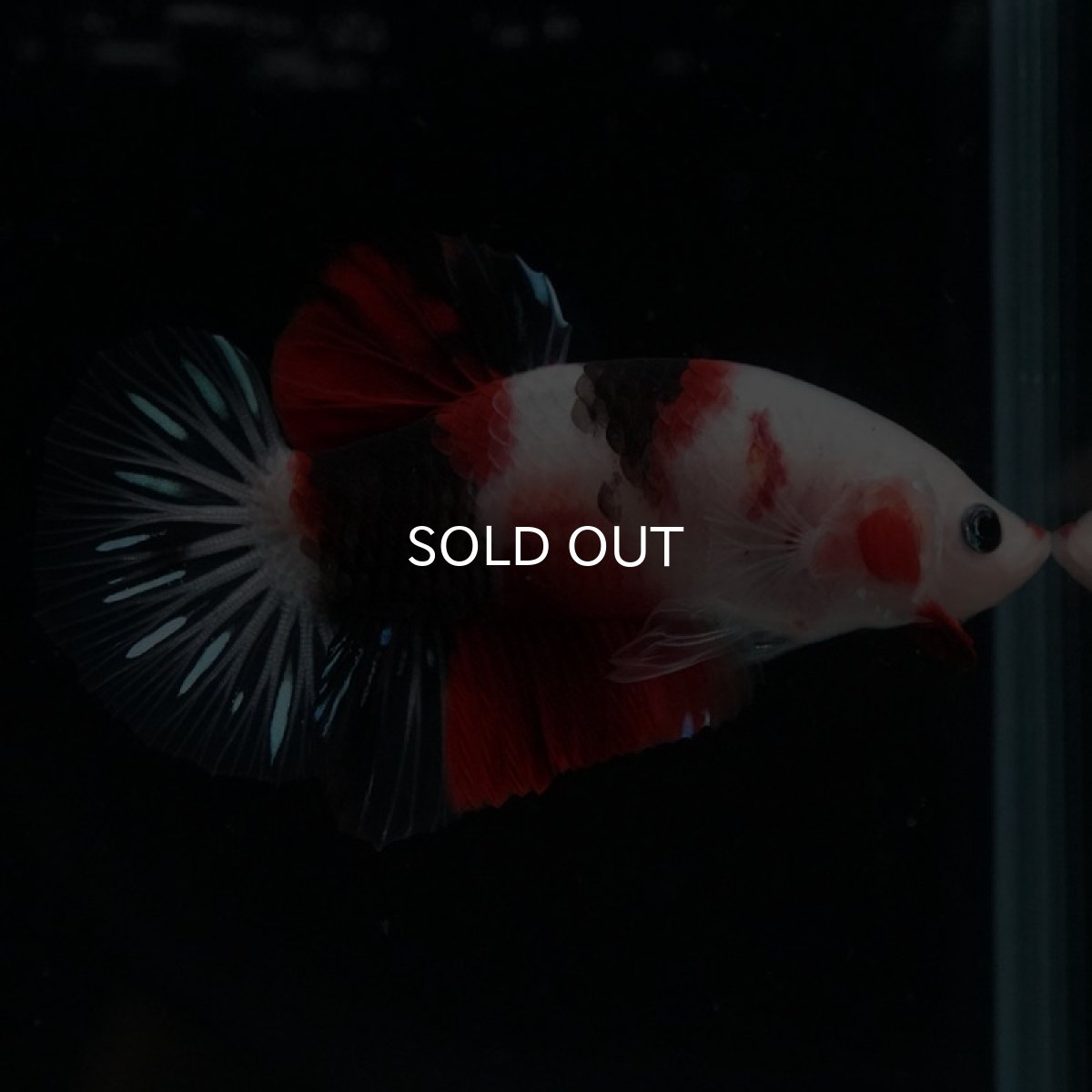 画像5: HMPK　鯉 (5)