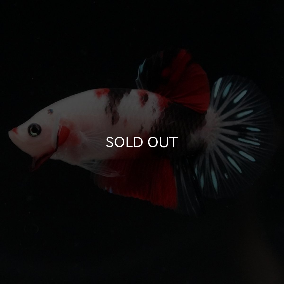 画像2: HMPK　鯉 (2)