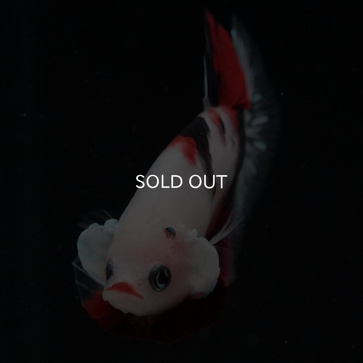 画像8: HMPK　鯉 (8)