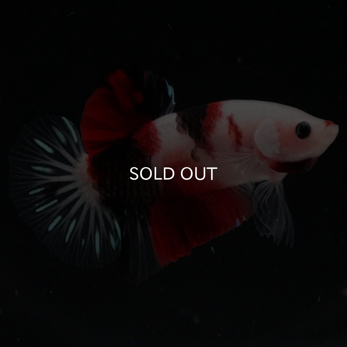 画像3: HMPK　鯉 (3)