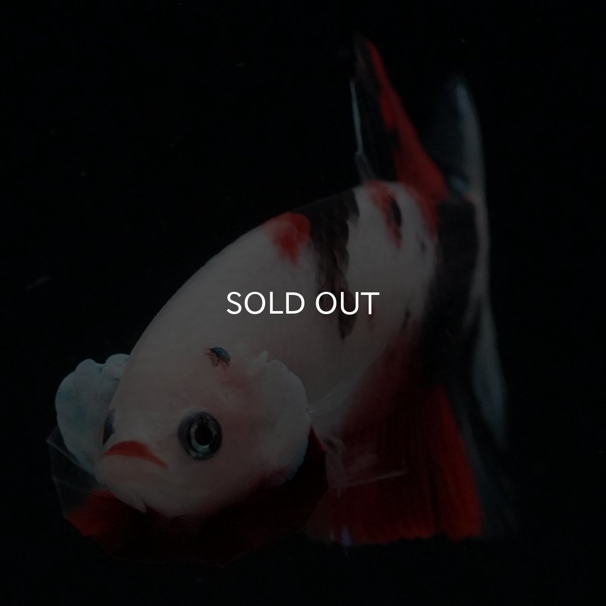 画像7: HMPK　鯉 (7)