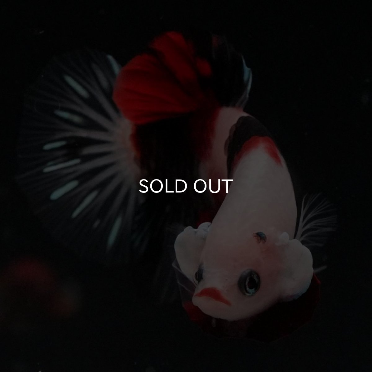 画像6: HMPK　鯉 (6)