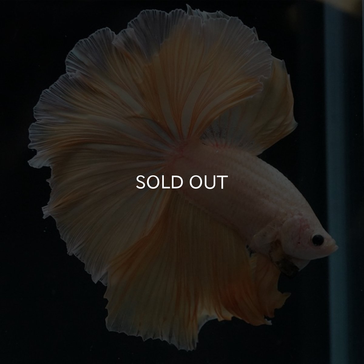 画像9: HM プラチナイエロードラゴン (9)