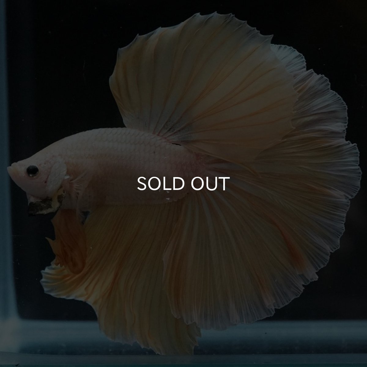 画像4: HM プラチナイエロードラゴン (4)