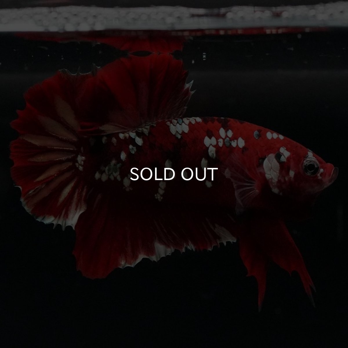 画像7: HMPK　レッドカッパーギャラクシー (7)