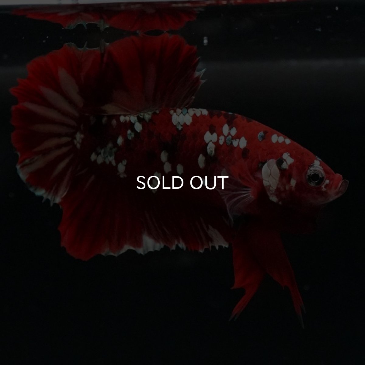 画像6: HMPK　レッドカッパーギャラクシー (6)