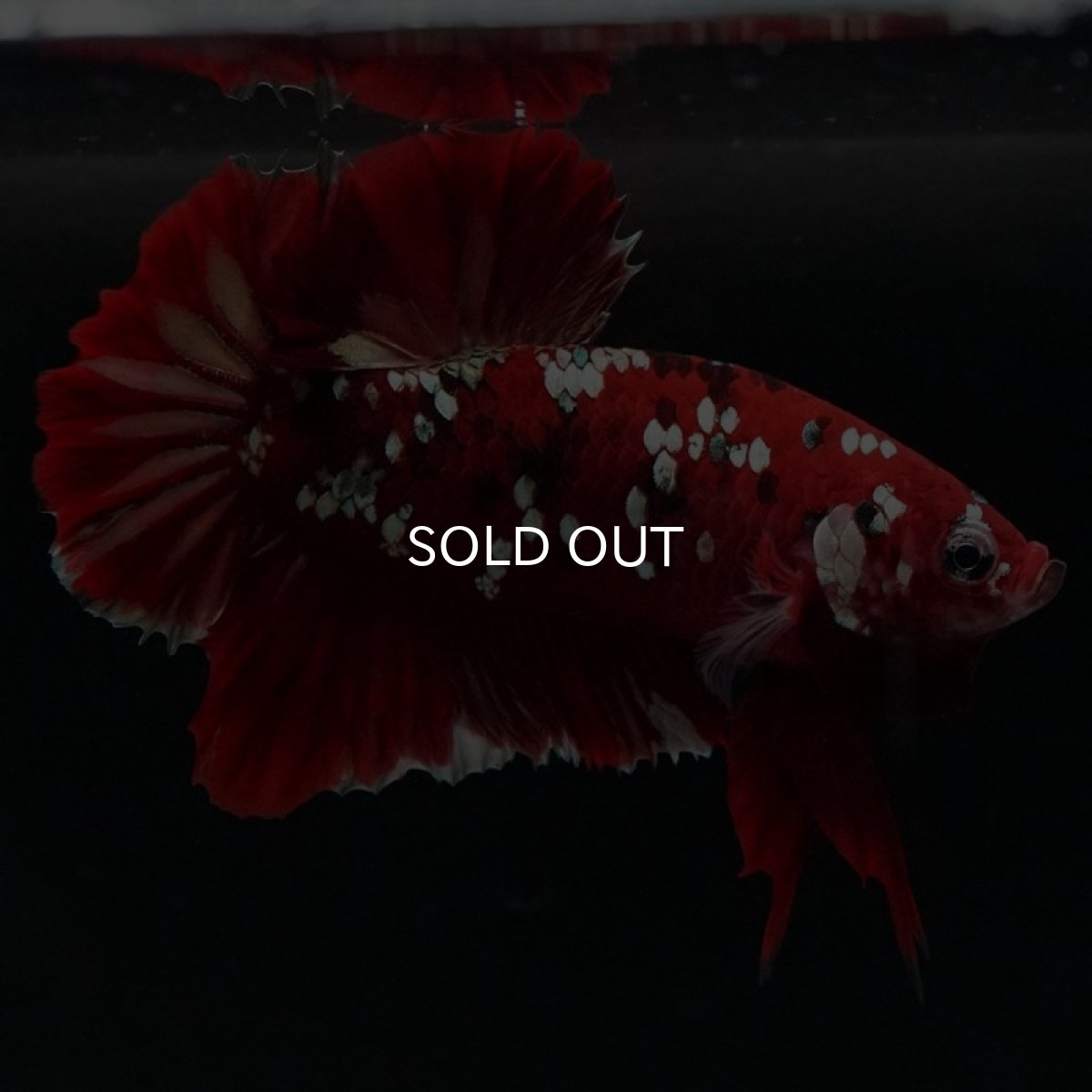 画像4: HMPK　レッドカッパーギャラクシー (4)