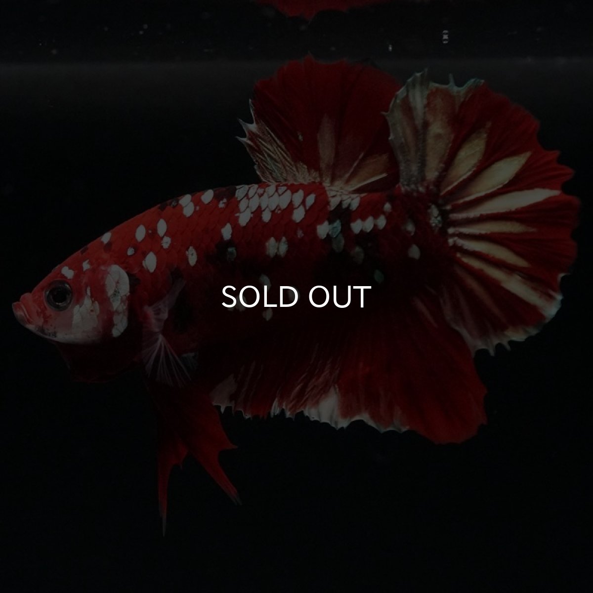 画像5: HMPK　レッドカッパーギャラクシー (5)