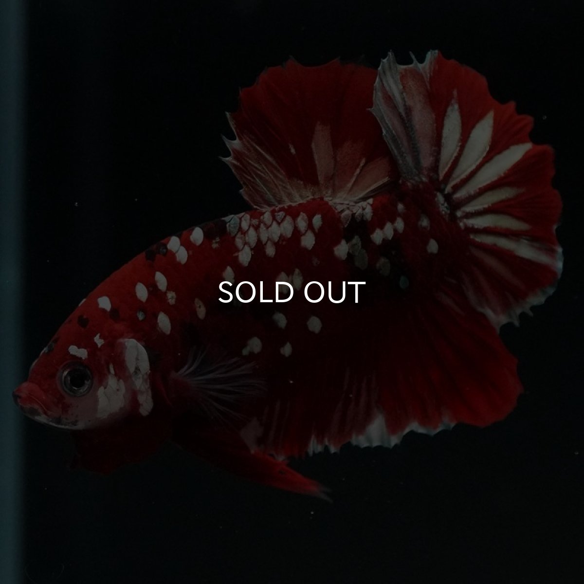 画像3: HMPK　レッドカッパーギャラクシー (3)