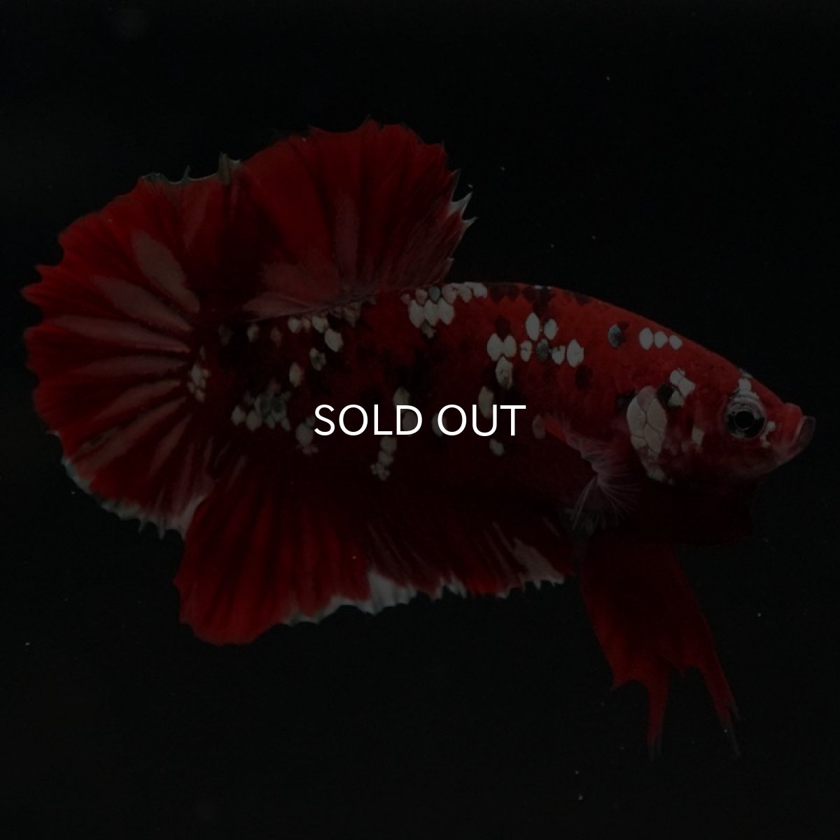 画像2: HMPK　レッドカッパーギャラクシー (2)