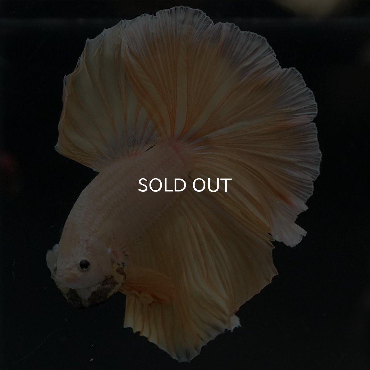 画像2: HM プラチナイエロードラゴン (2)