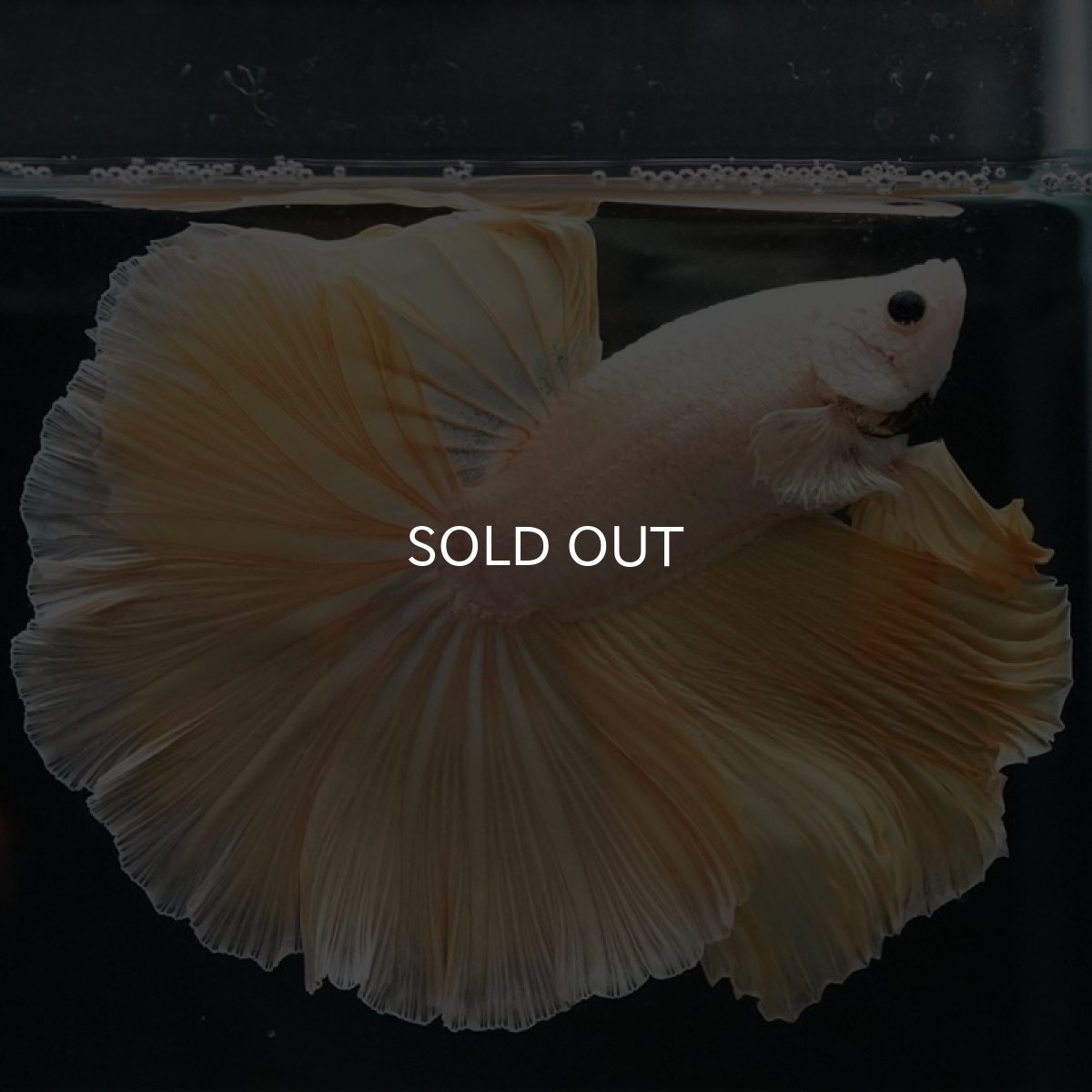 画像3: HM プラチナイエロードラゴン (3)