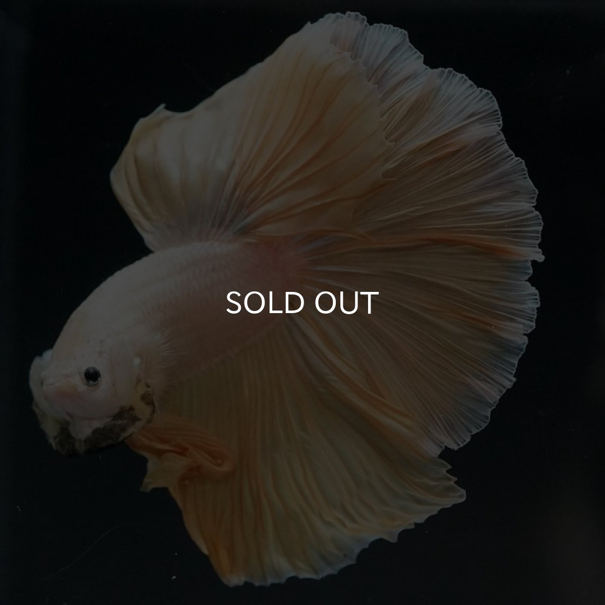 画像8: HM プラチナイエロードラゴン (8)