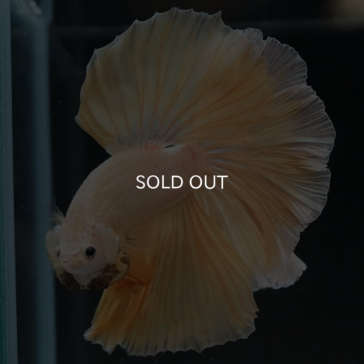 画像6: HM プラチナイエロードラゴン (6)