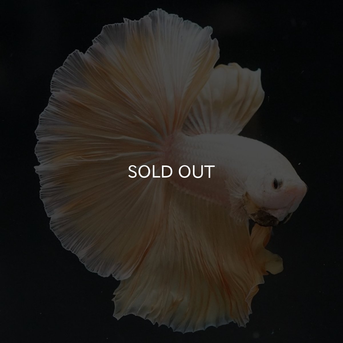 画像7: HM プラチナイエロードラゴン (7)