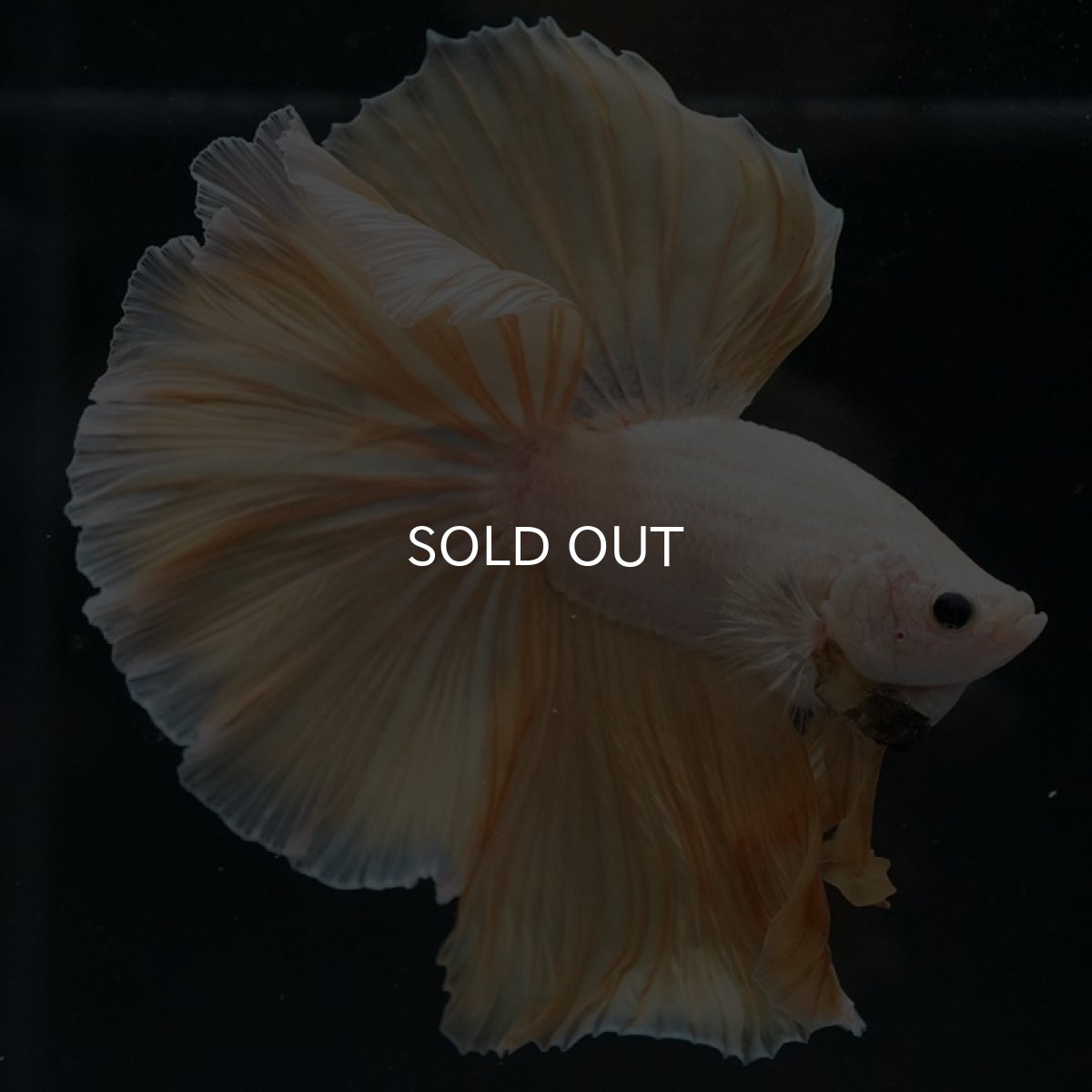 画像5: HM プラチナイエロードラゴン (5)