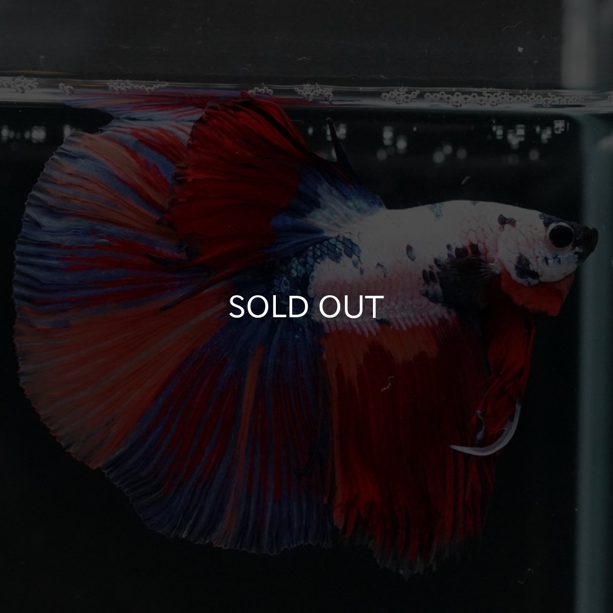 画像5: HM ホワイトファンシー (5)