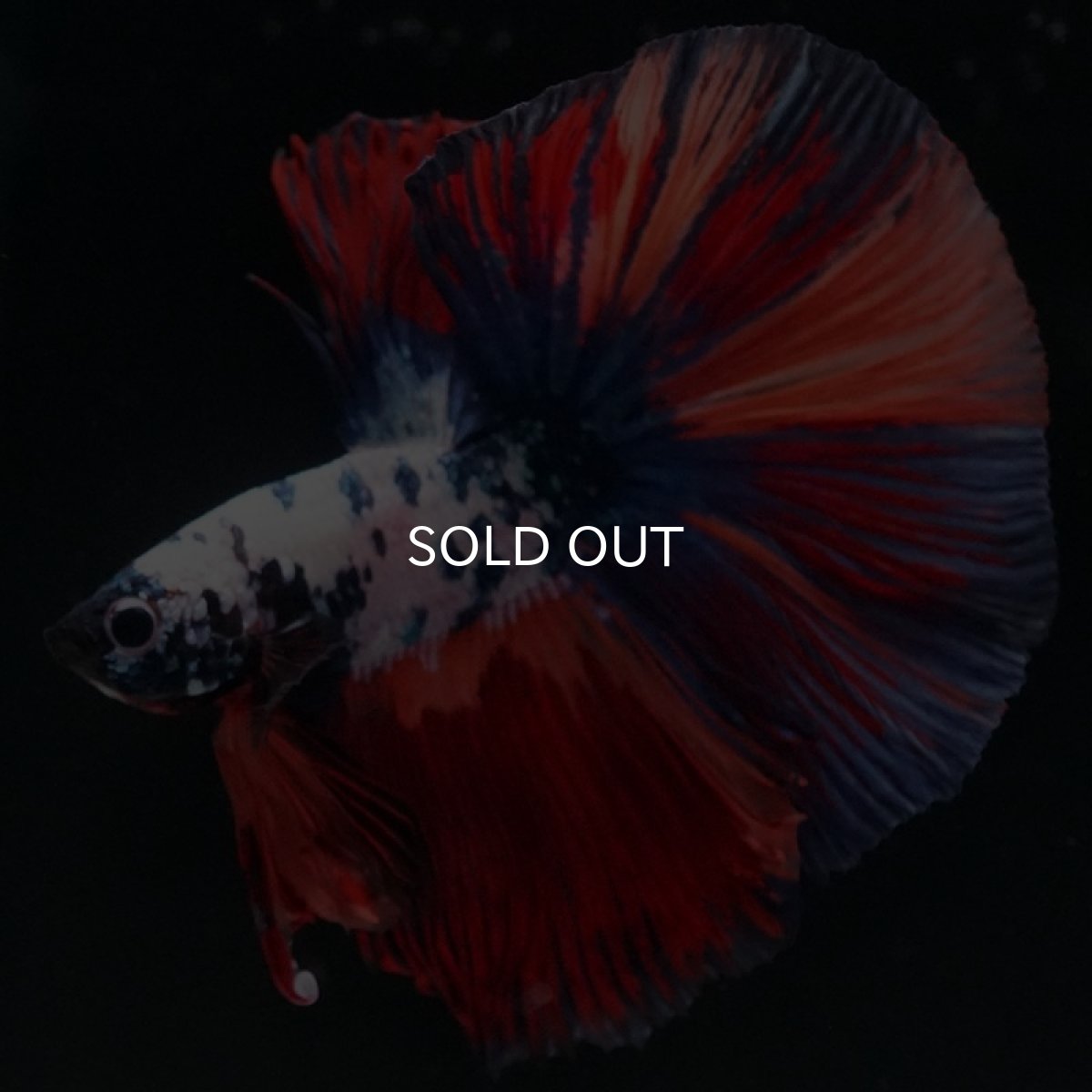 画像2: HM ホワイトファンシー (2)