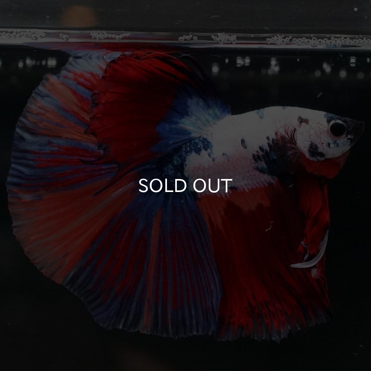 画像3: HM ホワイトファンシー (3)