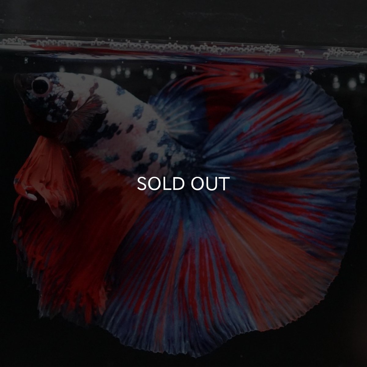 画像4: HM ホワイトファンシー (4)