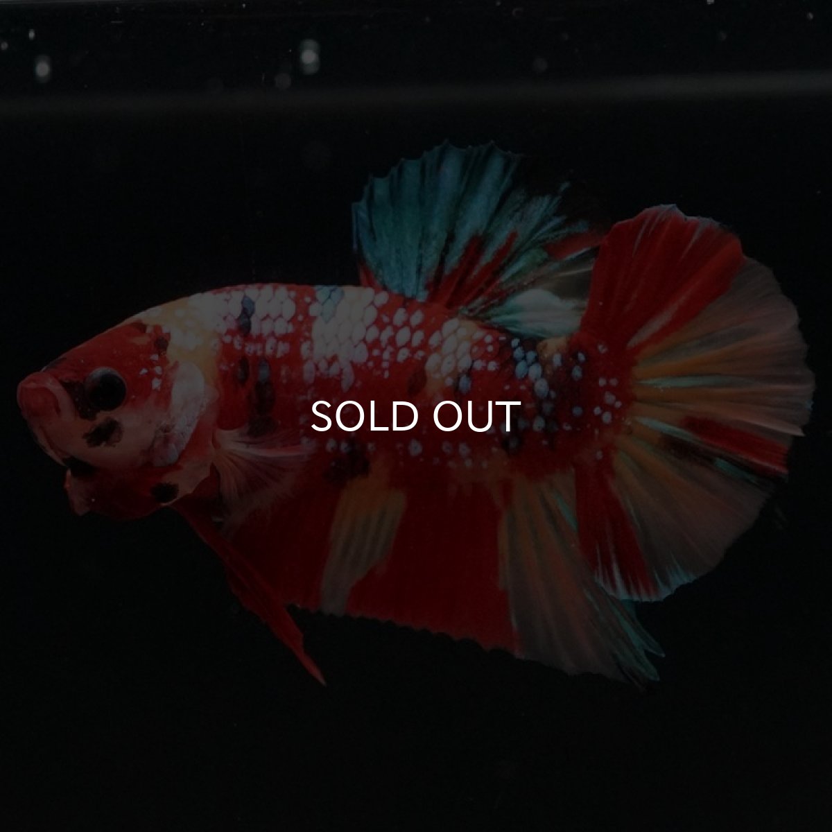 画像2: HMPK キャンディギャラクシー (2)