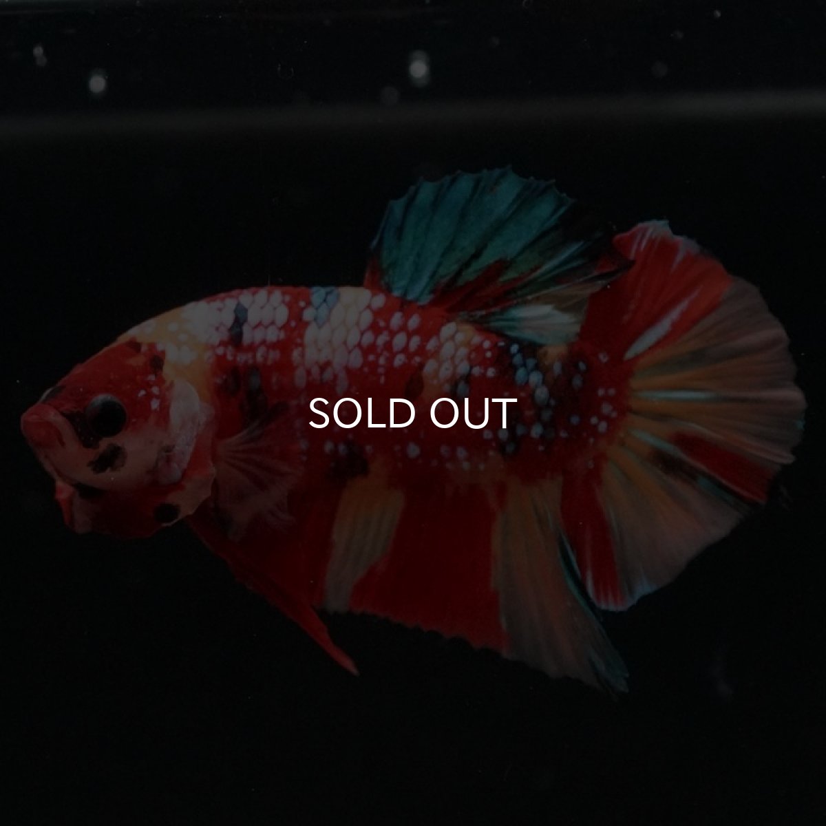 画像7: HMPK キャンディギャラクシー (7)