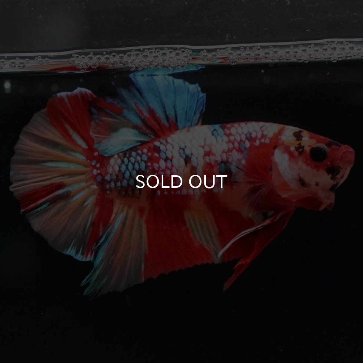 画像6: HMPK キャンディギャラクシー (6)