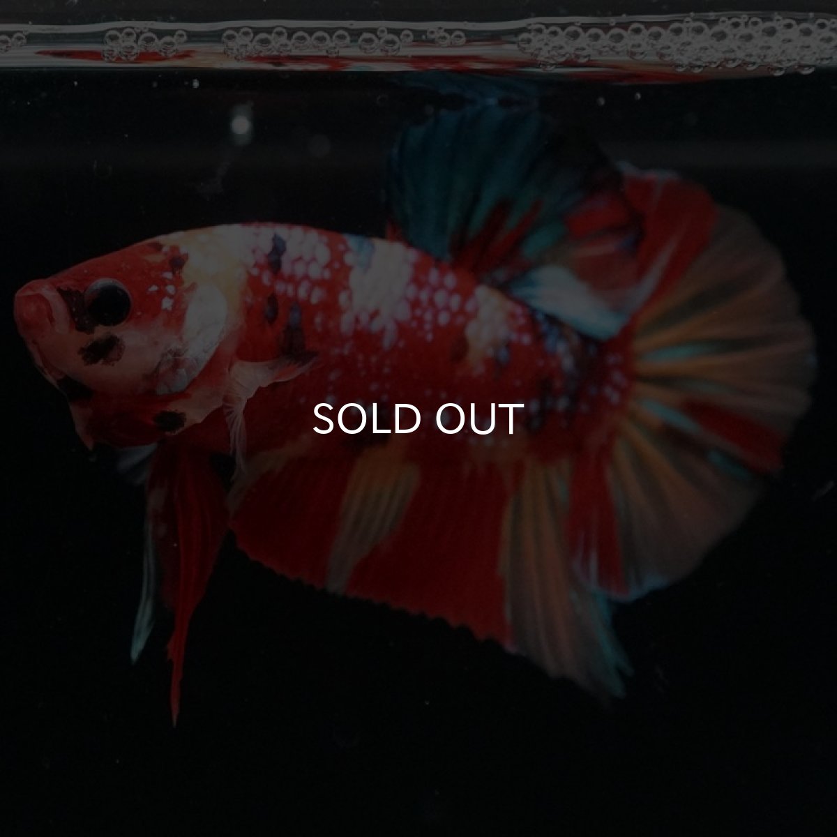 画像5: HMPK キャンディギャラクシー (5)