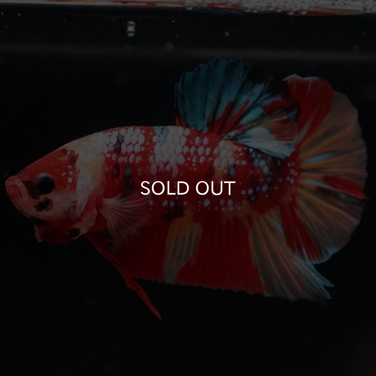 画像4: HMPK キャンディギャラクシー (4)