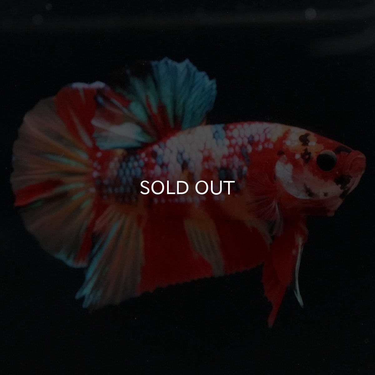 画像3: HMPK キャンディギャラクシー (3)