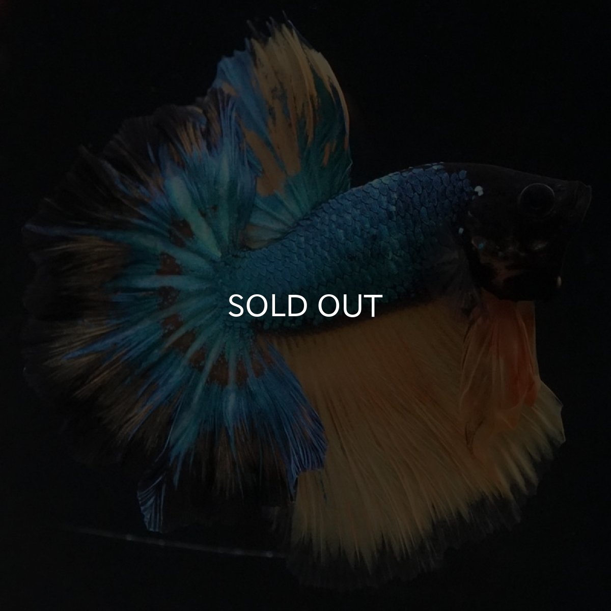 画像3: HM マスタードガス ローズテール (3)