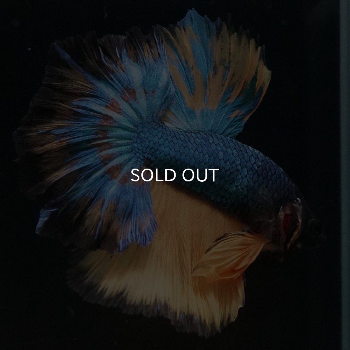 画像5: HM マスタードガス ローズテール (5)