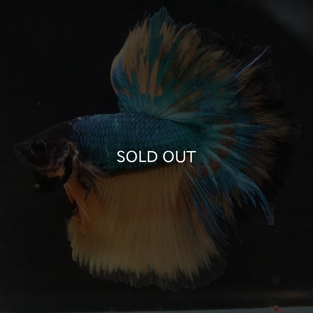 画像4: HM マスタードガス ローズテール (4)