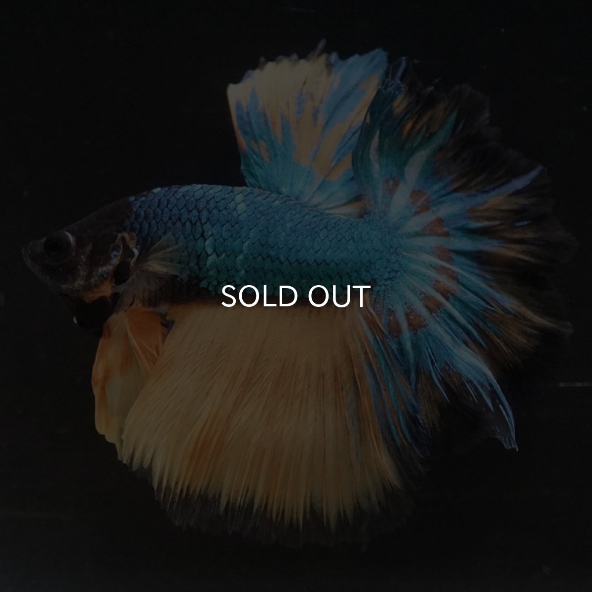 画像2: HM マスタードガス ローズテール (2)