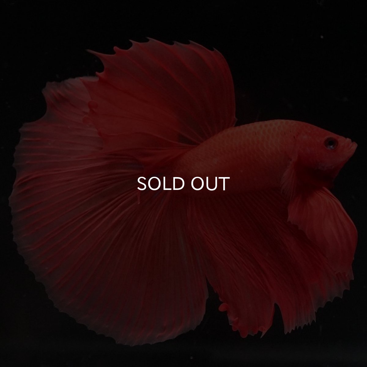 画像3: HM　ソリッドオレンジ (3)