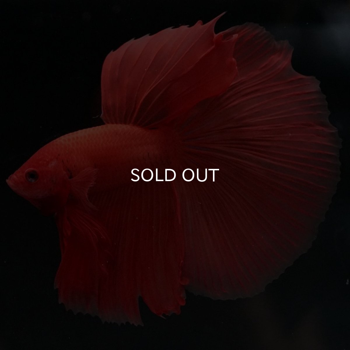 画像5: HM　ソリッドオレンジ (5)