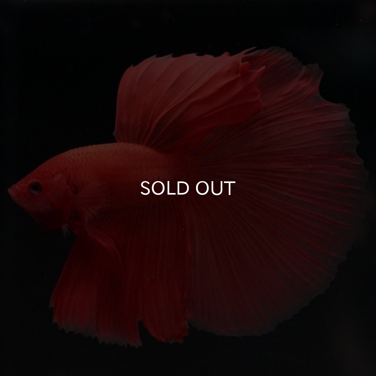 画像4: HM　ソリッドオレンジ (4)