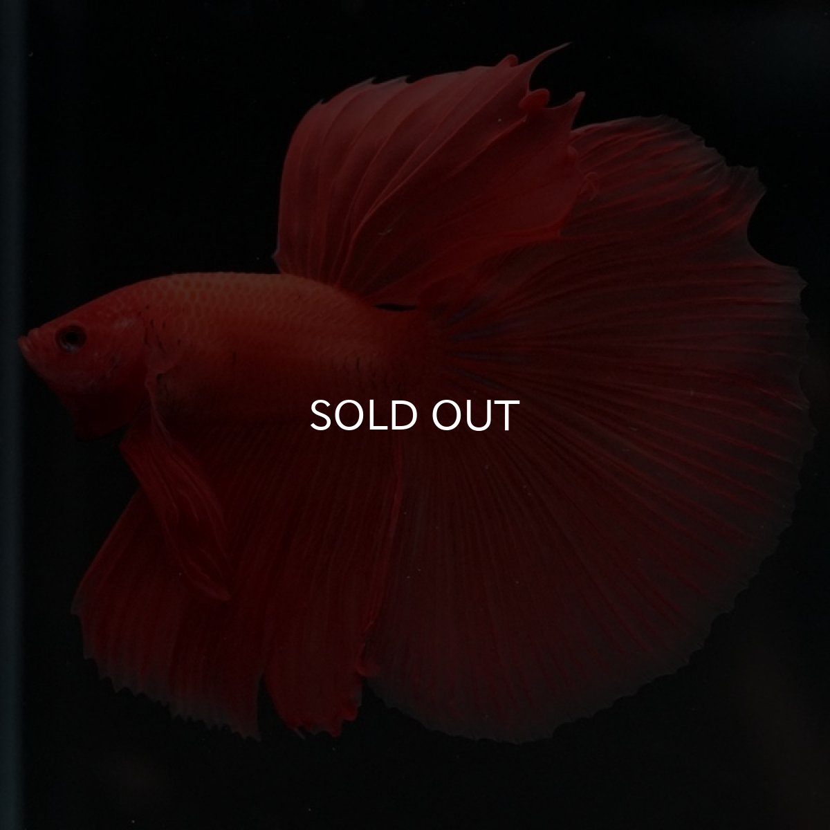 画像2: HM　ソリッドオレンジ (2)