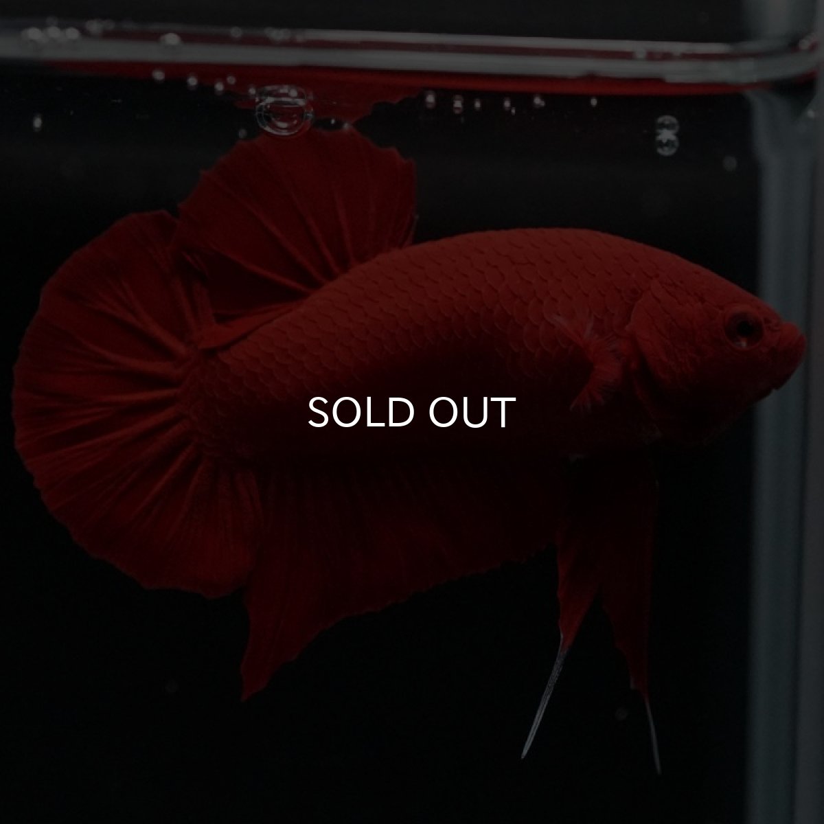 画像5: HMPK　ソリッドレッド (5)