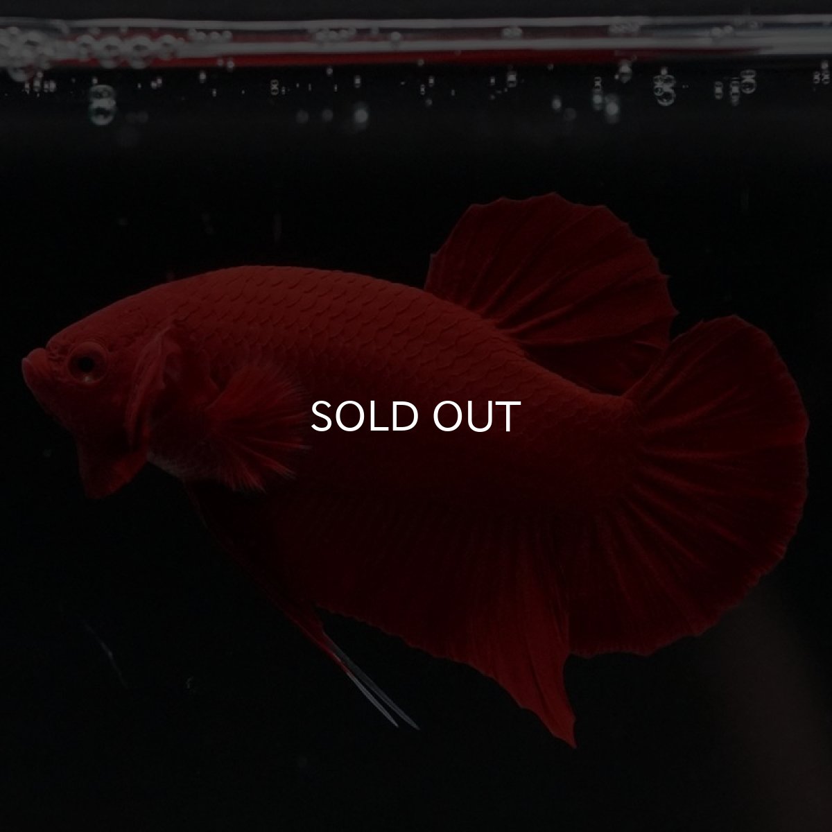 画像7: HMPK　ソリッドレッド (7)