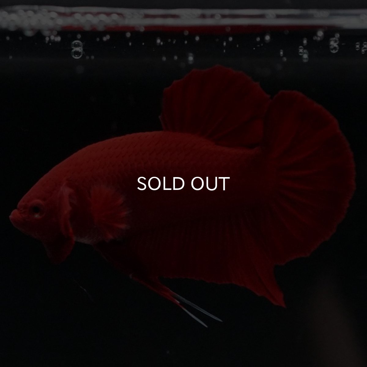 画像6: HMPK　ソリッドレッド (6)