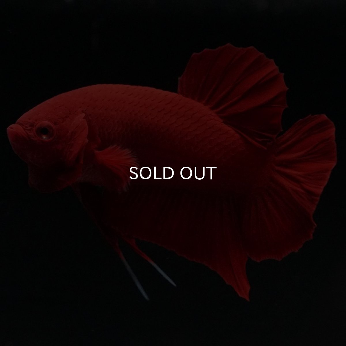 画像4: HMPK　ソリッドレッド (4)