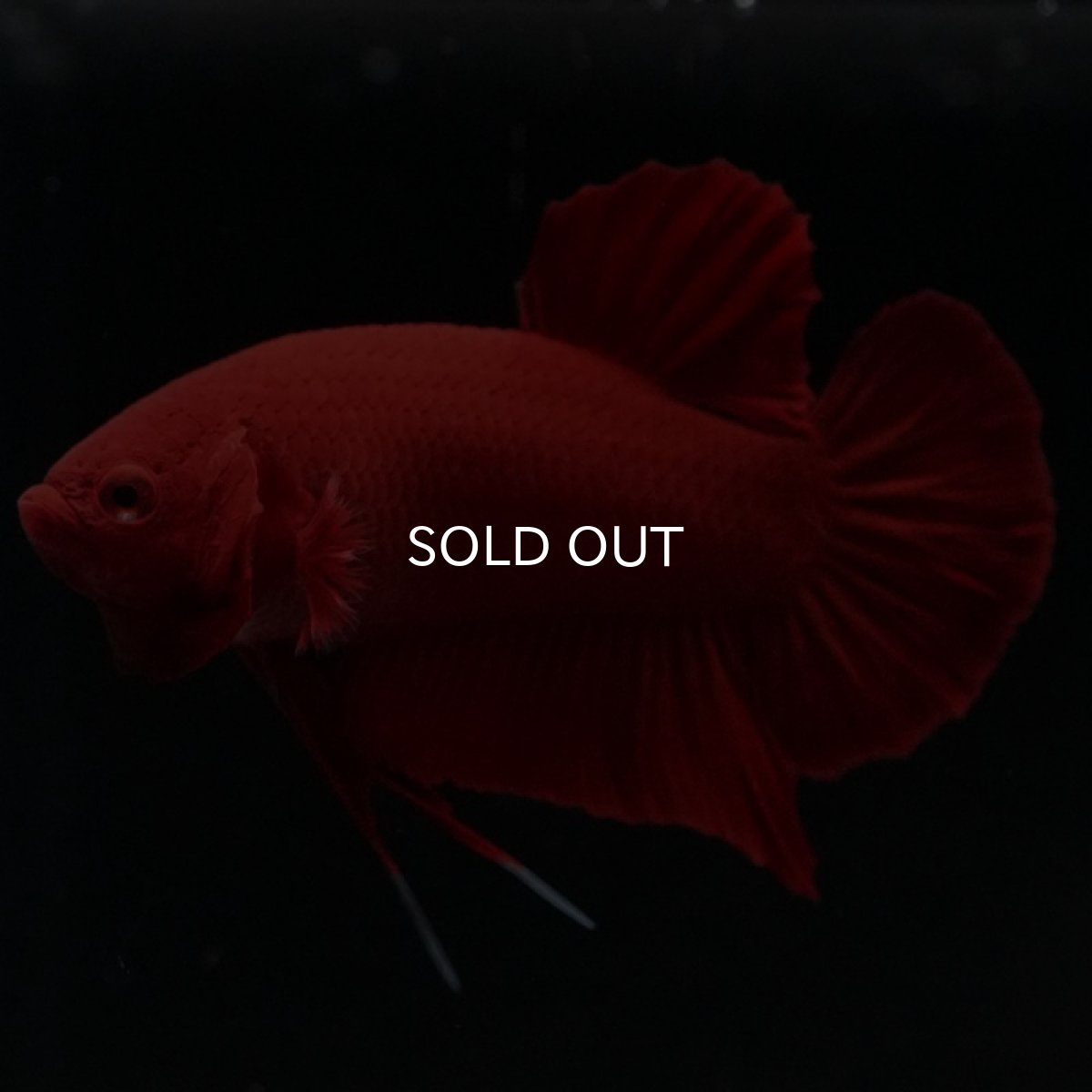 画像3: HMPK　ソリッドレッド (3)