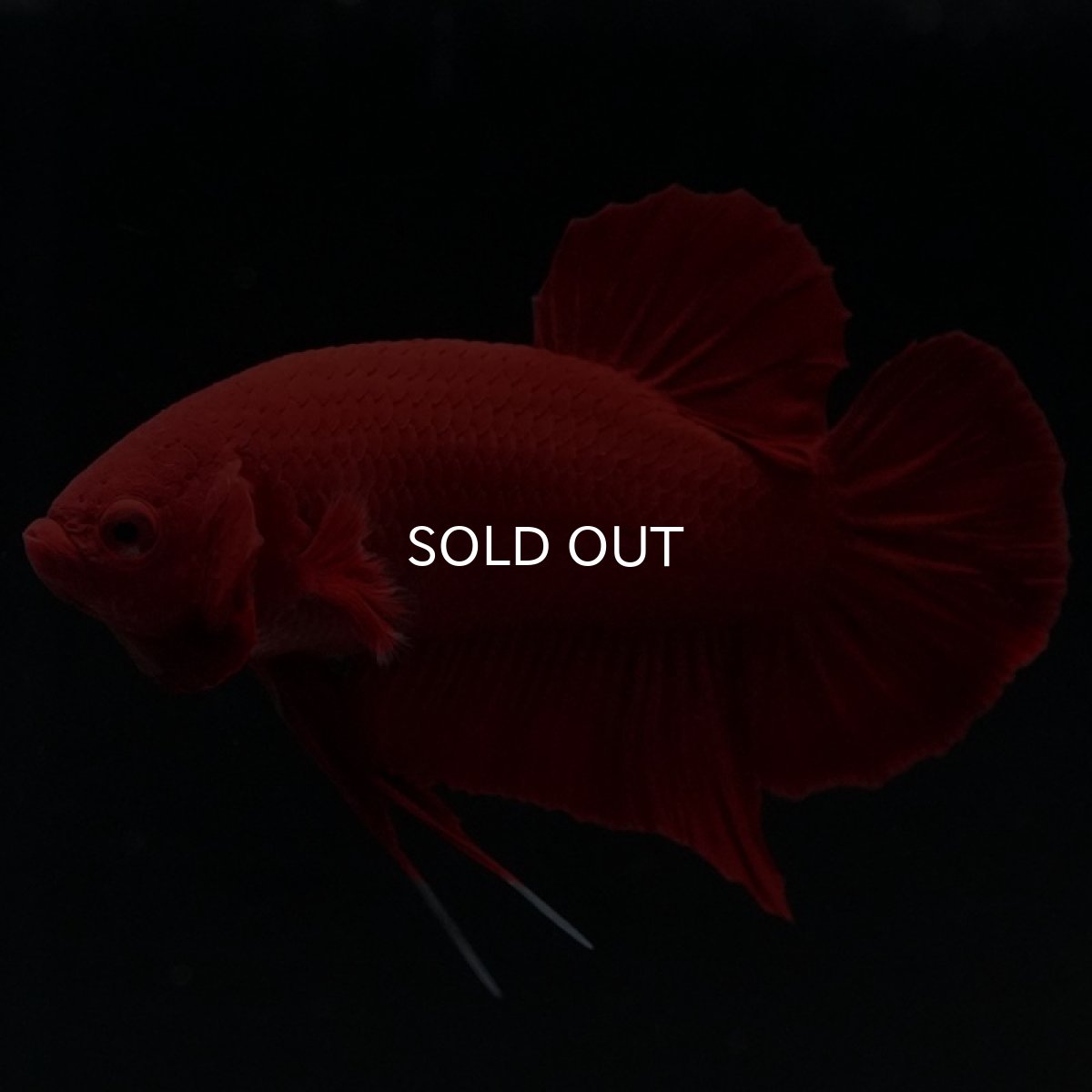 画像2: HMPK　ソリッドレッド (2)