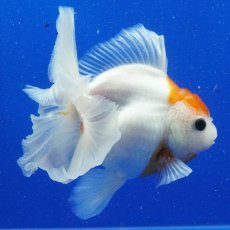 画像11: タイ産　超短オランダ　ハーフムーン更紗　15cm± (11)