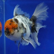 画像4: タイ産　超短オランダ　ローズテールキャリコ　15cm± (4)