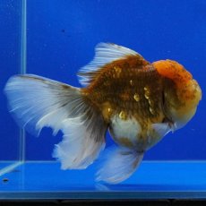 画像4: タイ産　超短オランダ　ローズテールキャリコ　15cm± (4)