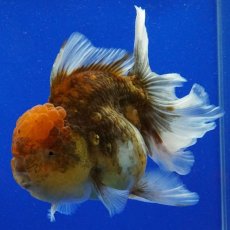 画像7: タイ産　超短オランダ　ローズテールキャリコ　15cm± (7)